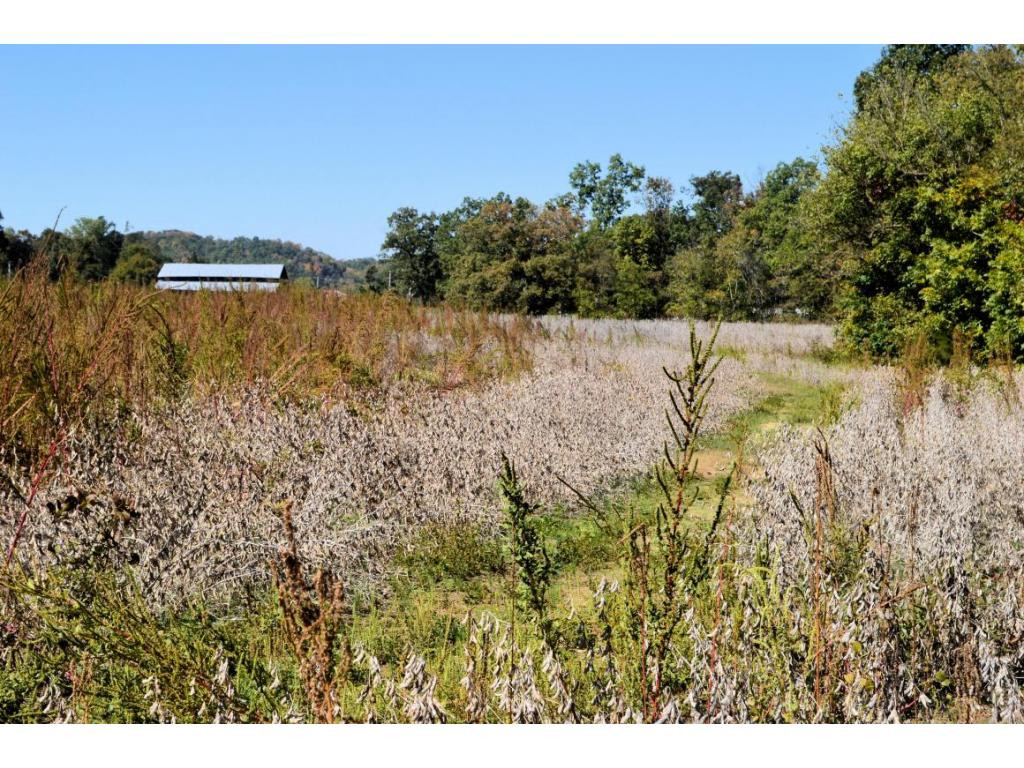485 South Water Fork Road Greeneville, TN 37743 - Photo 6 of 24 Path to the barn