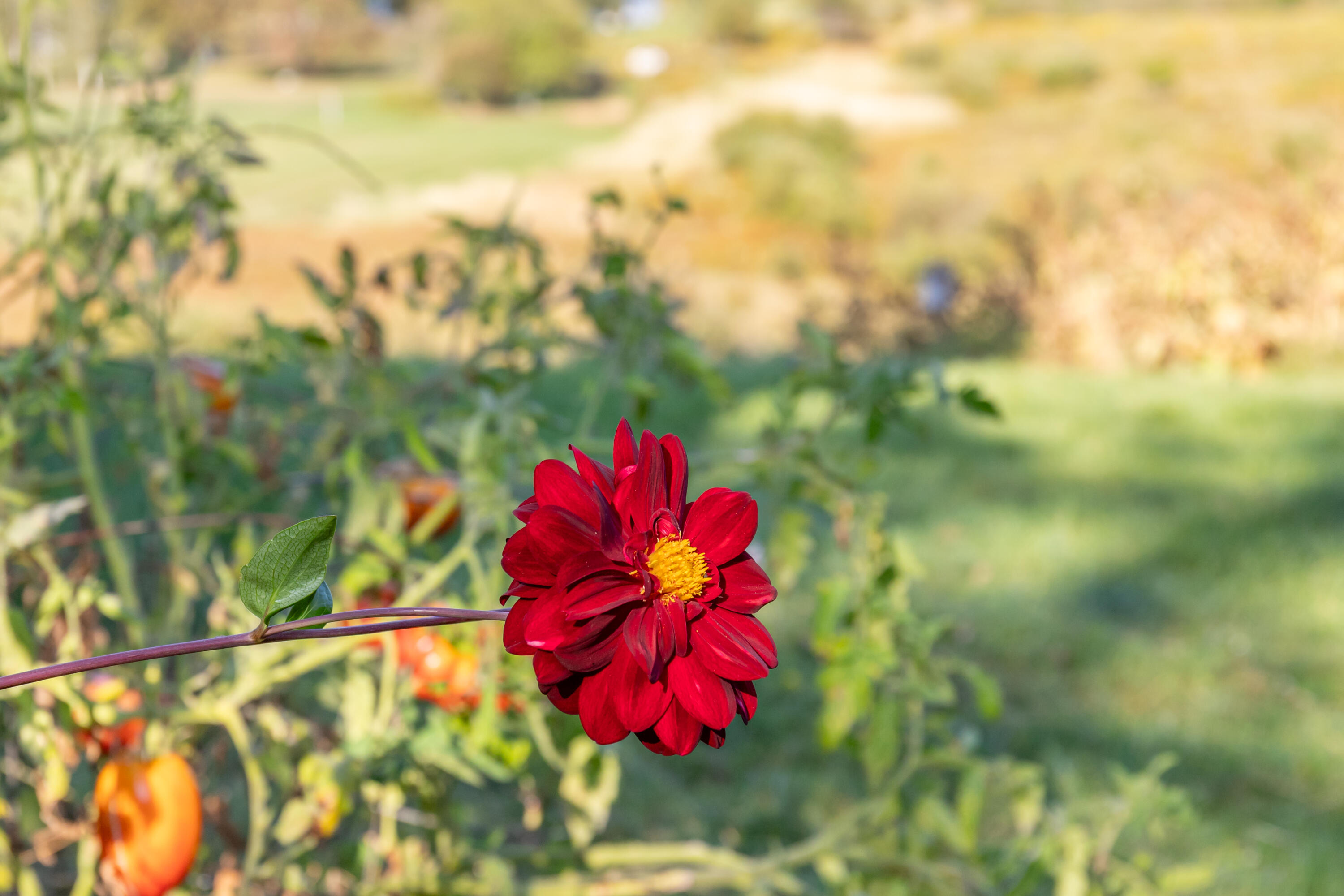 484 Day Road Brewer, ME 04412 - Photo 25 of 87 484 Day Road Exteriors-18
