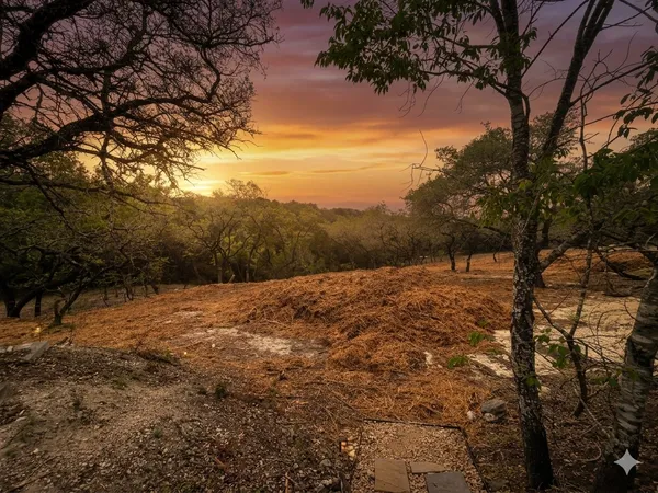 a view of a yard with a tree