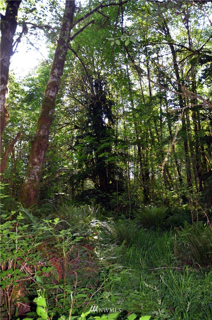 -xx West Maple Rock Road Matlock, WA 98560 - Photo 4 of 5 Gallery Image 4