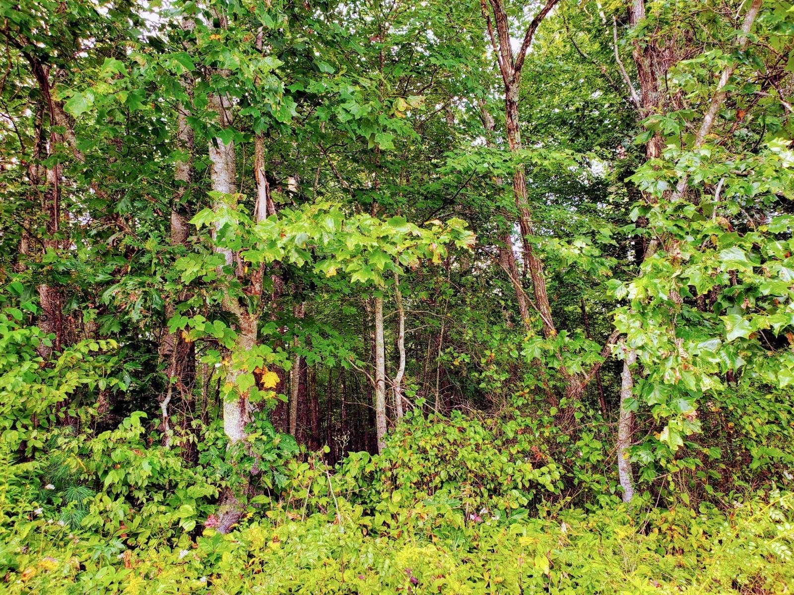 Tbd South Wallace Road Shady Valley, TN 37688 - Photo 5 of 18 Beautiful Land