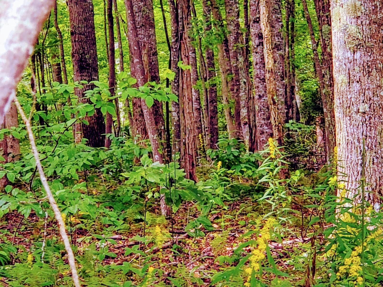 Tbd South Wallace Road Shady Valley, TN 37688 - Photo 6 of 18 Clear some Trees for an added view