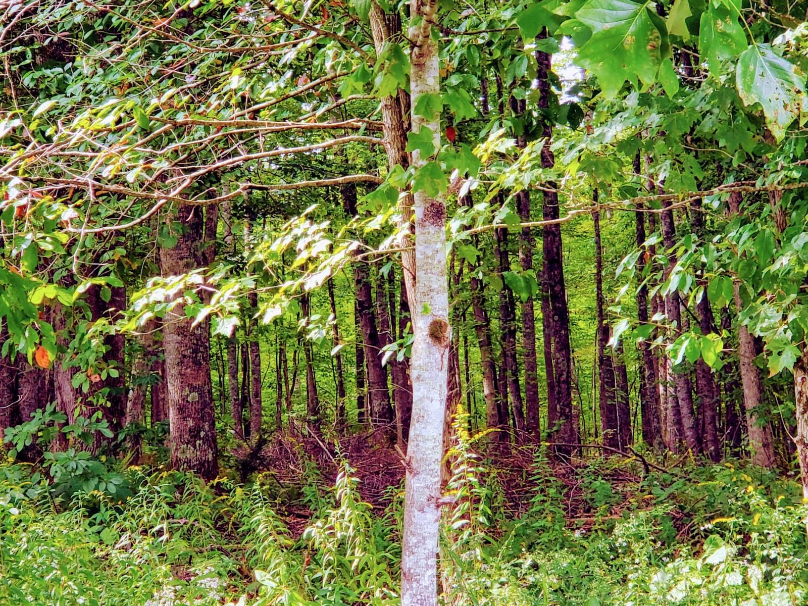 Tbd South Wallace Road Shady Valley, TN 37688 - Photo 8 of 18 Hike your own Property