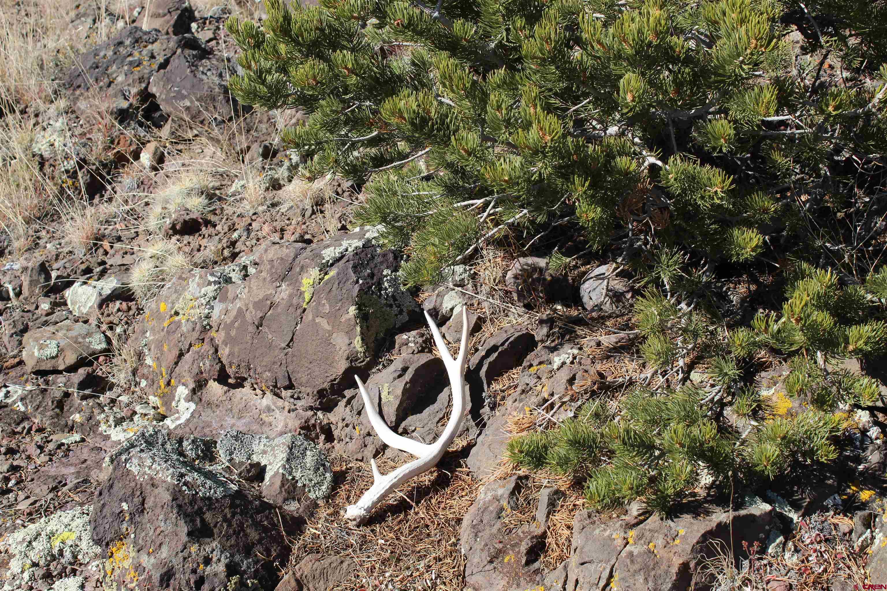 7 Ghost Mine Ranch Del Norte, CO 81132 - Photo 25 of 35 a view of a tree in a yard