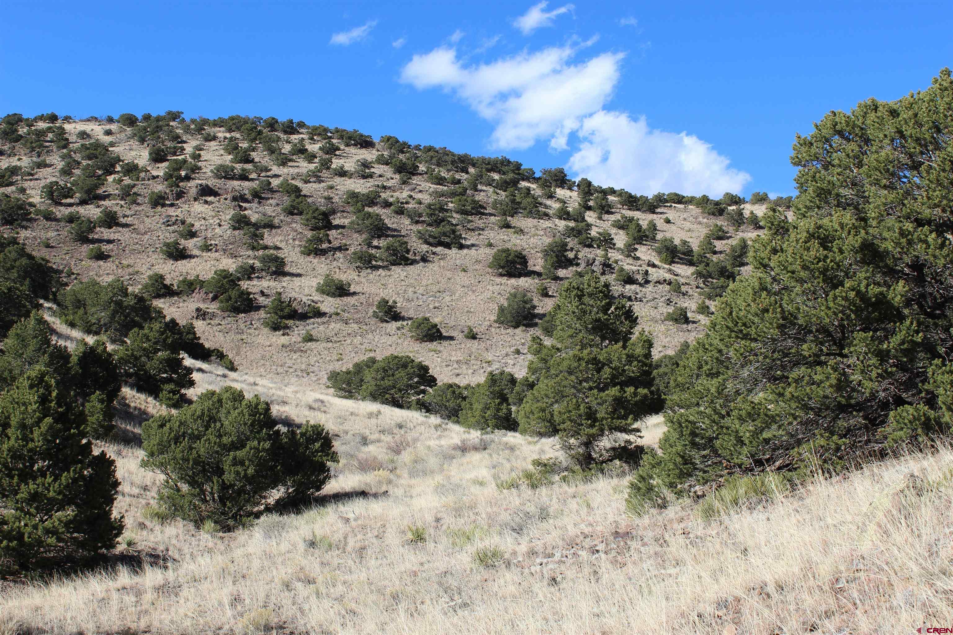 7 Ghost Mine Ranch Del Norte, CO 81132 - Photo 26 of 35 a view of a dry yard with trees