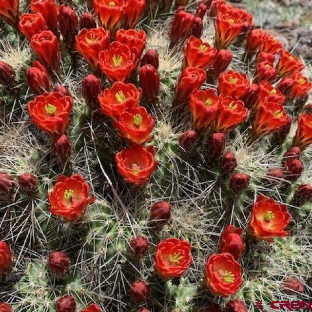 7 Ghost Mine Ranch Del Norte, CO 81132 - Photo 35 of 35