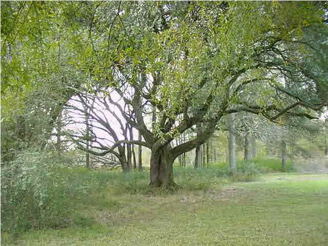 19442 Stilley Road Loranger, LA 70446 - Photo 4 of 5