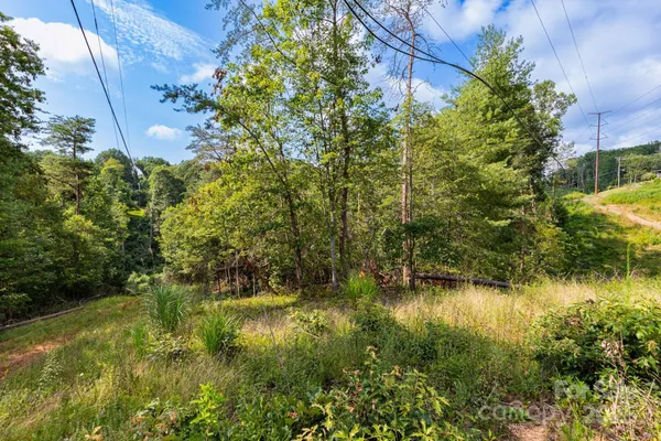 a view of forest