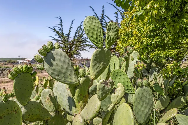 $2,899,000 | 125 Springfield Road, Moss Landing, CA 95039