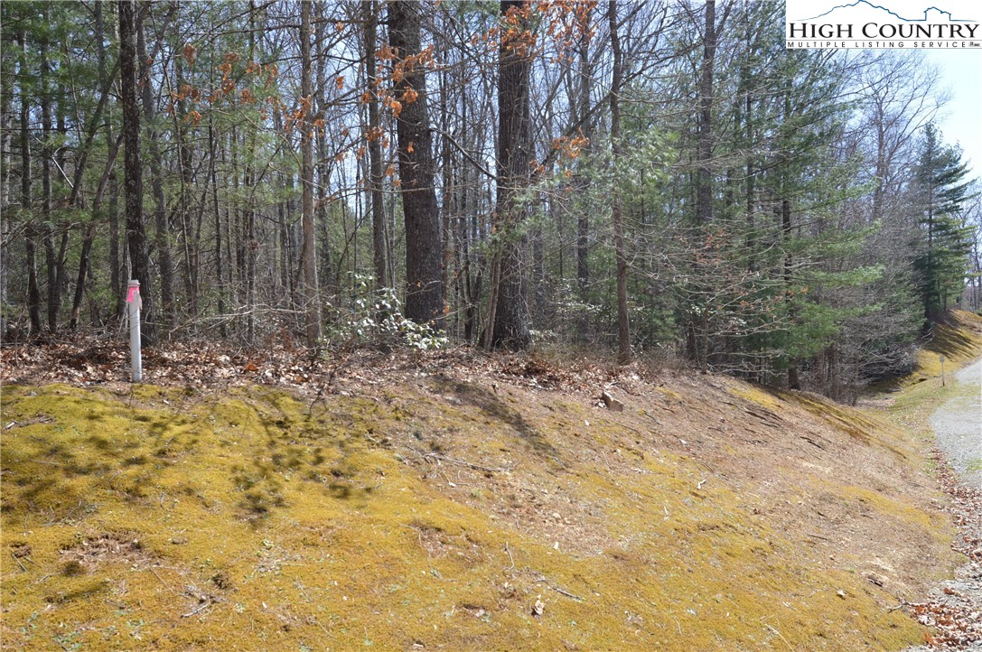 Lot #6 Cubs Lane Sparta, NC 28675 - Photo 11 of 37 a view of a backyard with trees