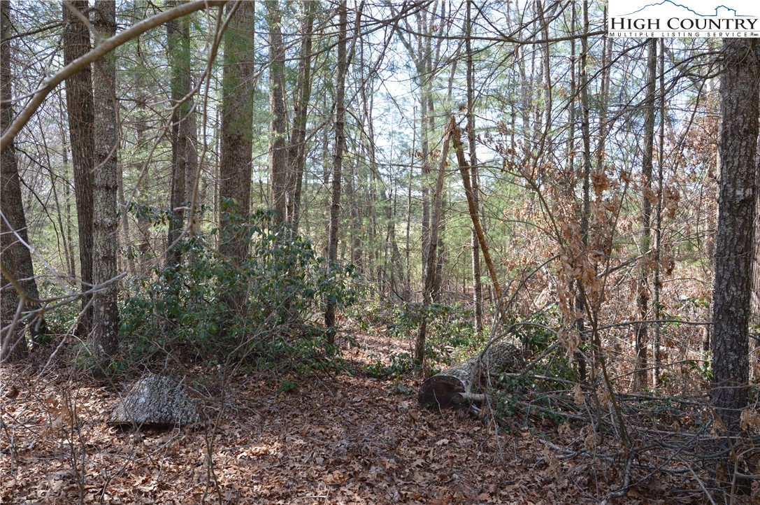 Lot #6 Cubs Lane Sparta, NC 28675 - Photo 12 of 37 a view of forest