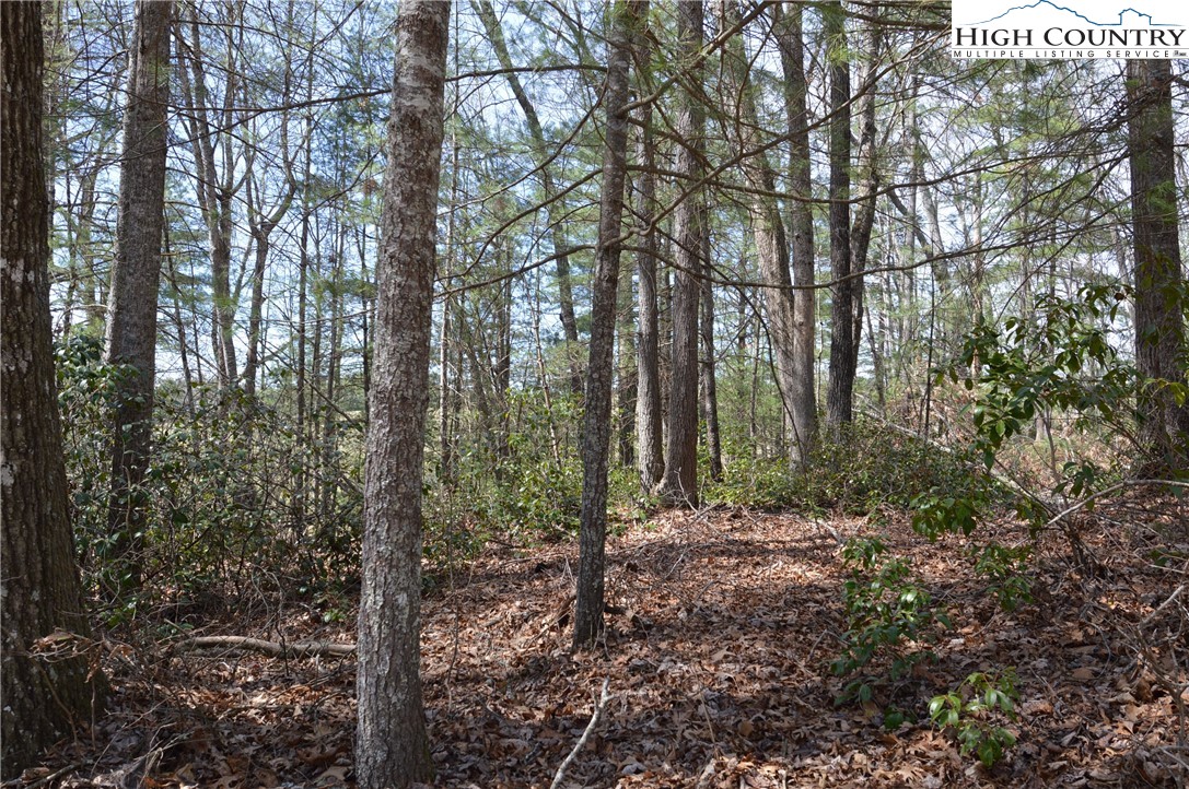 Lot #6 Cubs Lane Sparta, NC 28675 - Photo 15 of 37 a view of forest