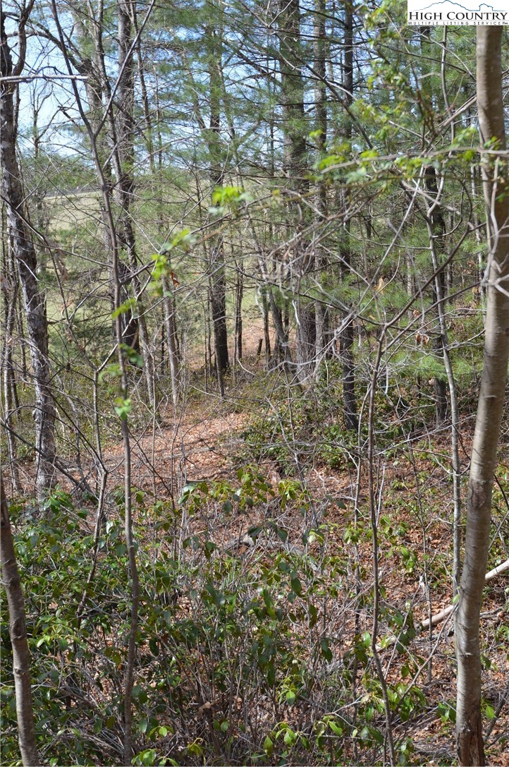 Lot #6 Cubs Lane Sparta, NC 28675 - Photo 17 of 37 a view of a forest