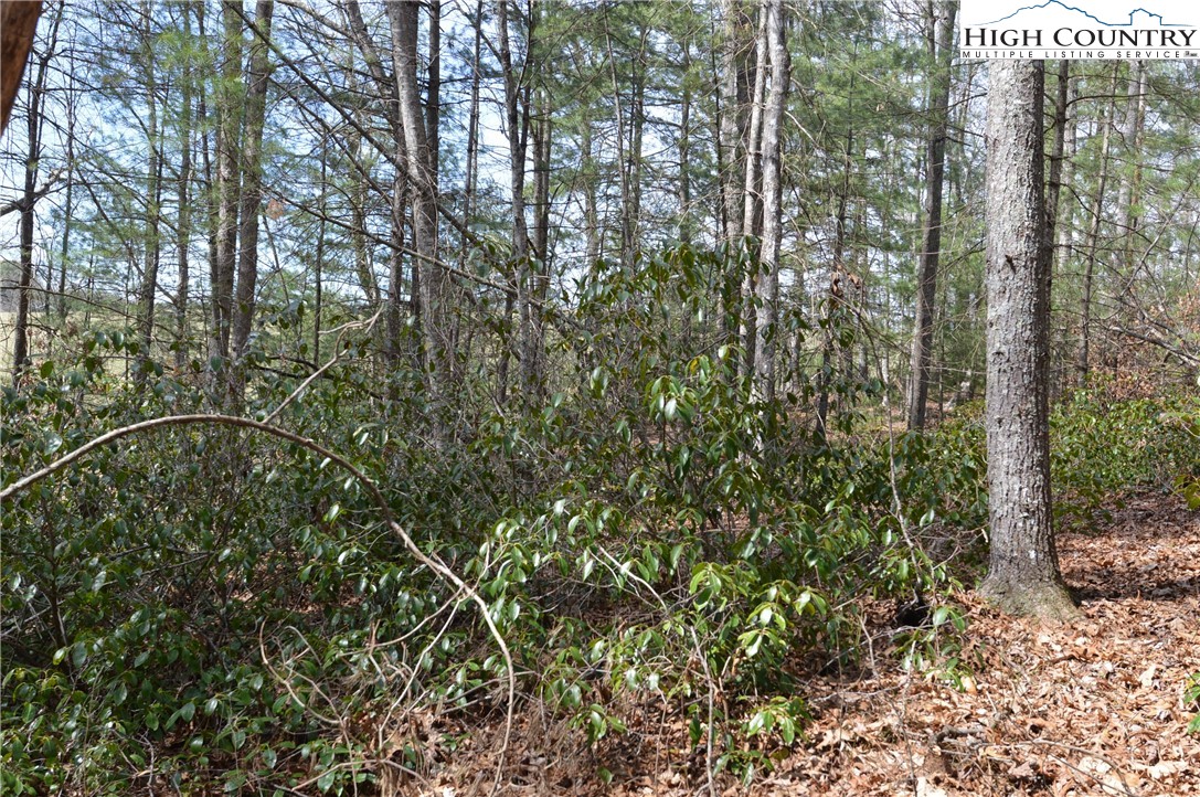 Lot #6 Cubs Lane Sparta, NC 28675 - Photo 20 of 37 a view of a forest with a tree