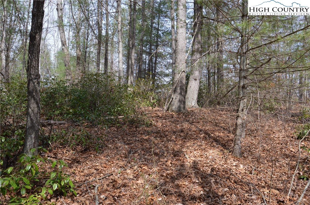Lot #6 Cubs Lane Sparta, NC 28675 - Photo 21 of 37 a view of a forest with trees