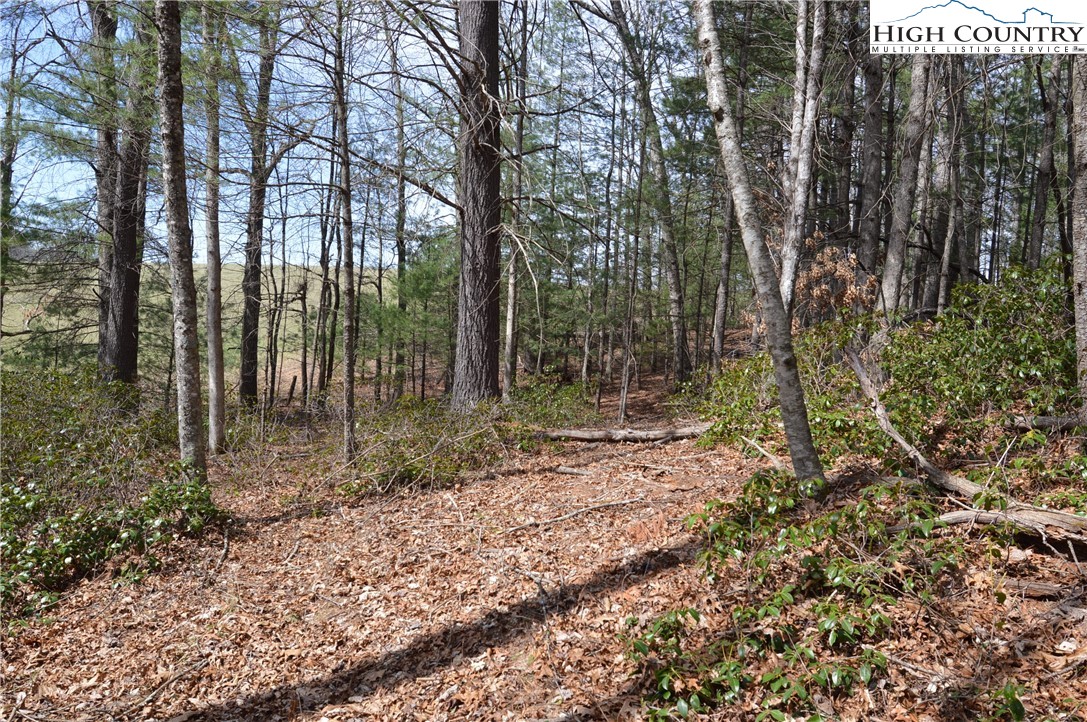 Lot #6 Cubs Lane Sparta, NC 28675 - Photo 22 of 37 a view of outdoor space with trees