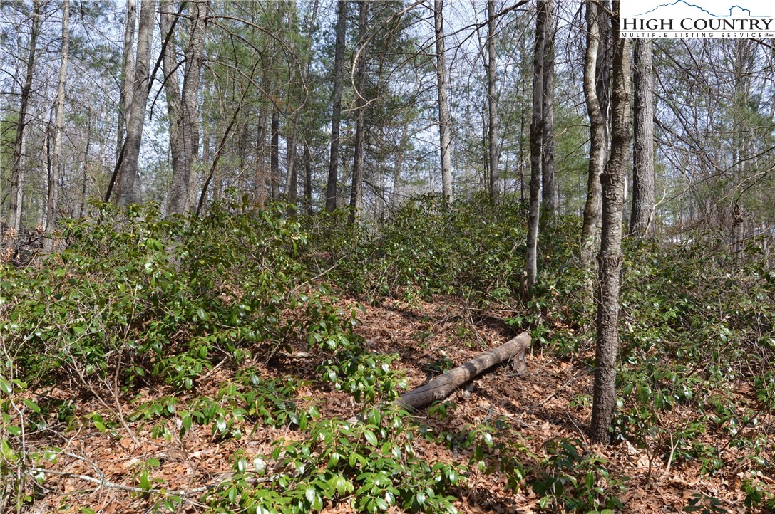 Lot #6 Cubs Lane Sparta, NC 28675 - Photo 23 of 37 a view of a forest with trees