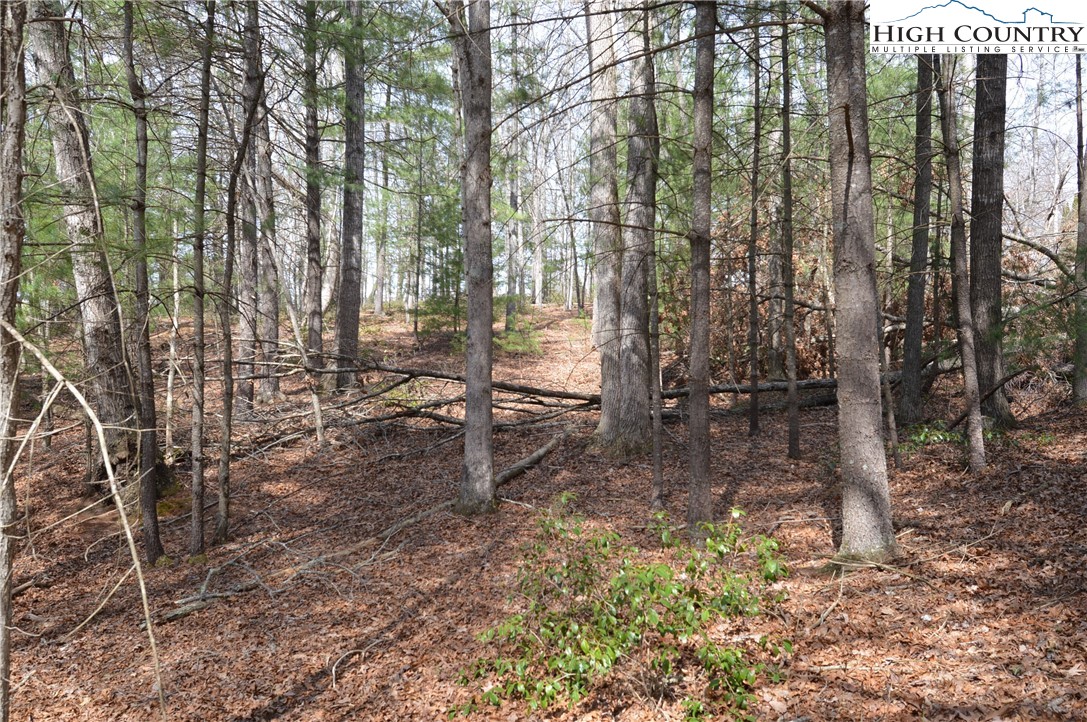 Lot #6 Cubs Lane Sparta, NC 28675 - Photo 24 of 37 a view of outdoor space with lots of trees
