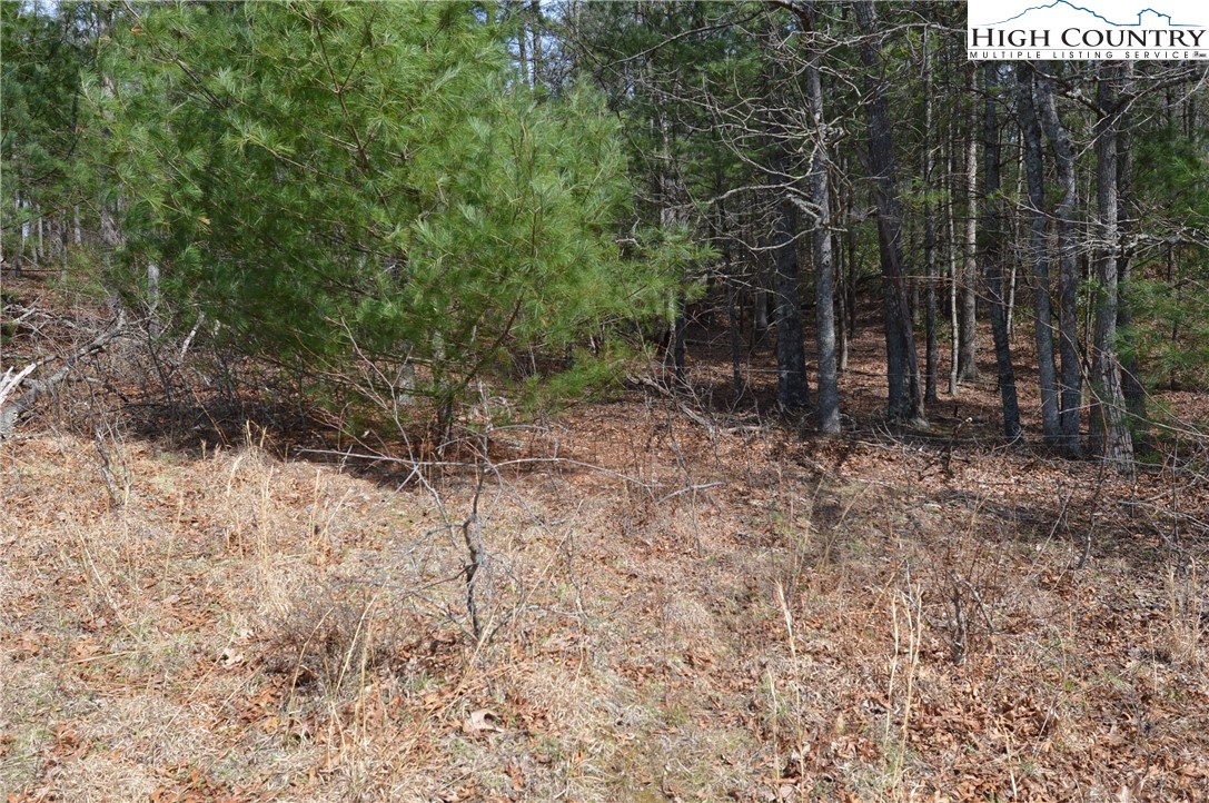 Lot #6 Cubs Lane Sparta, NC 28675 - Photo 26 of 37 a view of a forest with trees in the background