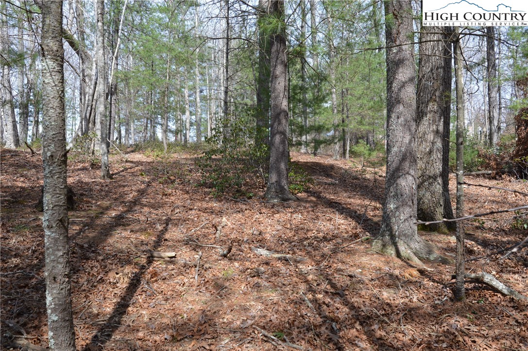 Lot #6 Cubs Lane Sparta, NC 28675 - Photo 29 of 37 a view of a forest with trees