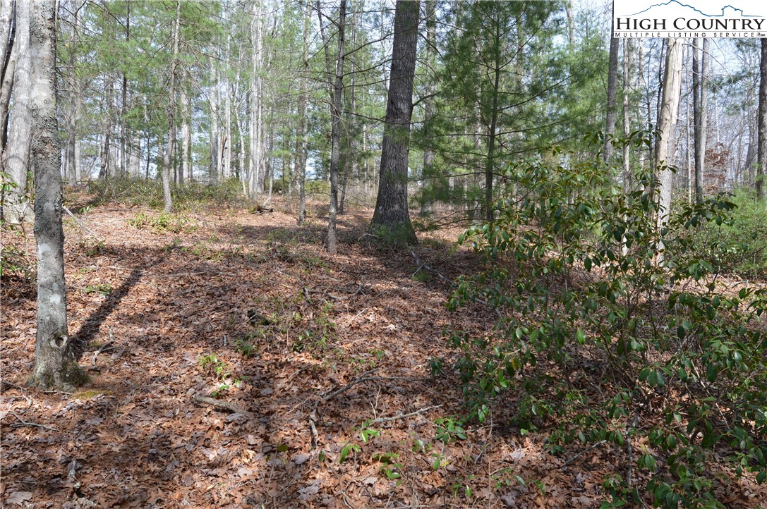 Lot #6 Cubs Lane Sparta, NC 28675 - Photo 30 of 37 a view of a forest with trees in the background
