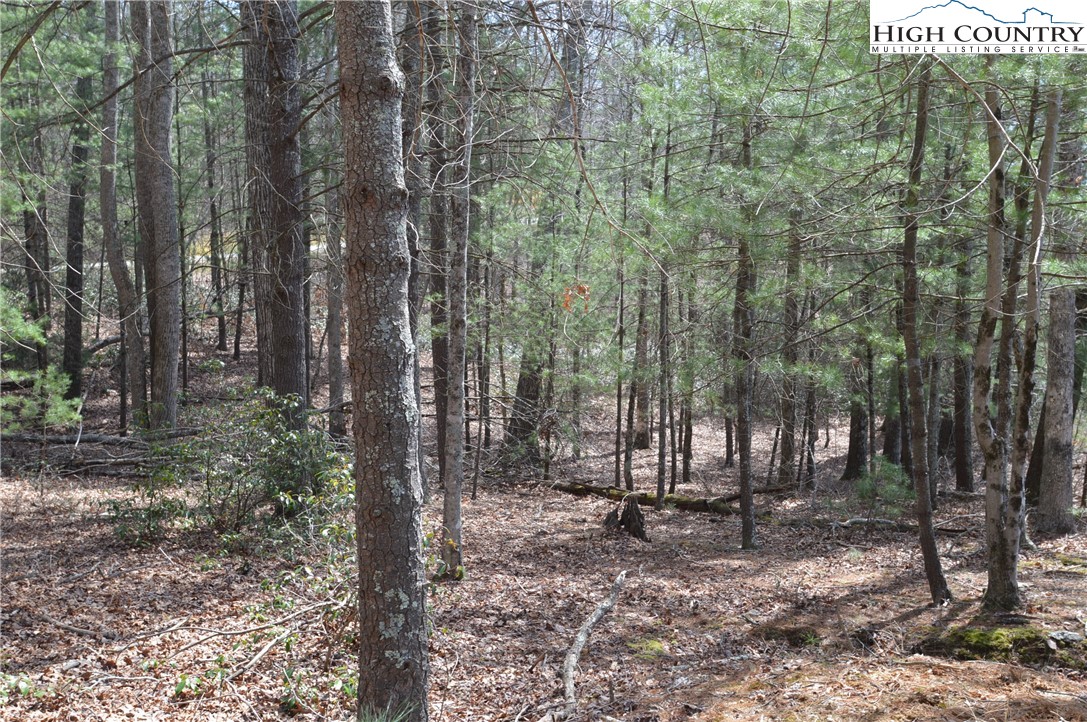 Lot #6 Cubs Lane Sparta, NC 28675 - Photo 31 of 37 a view of forest