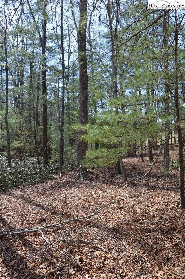 Lot #6 Cubs Lane Sparta, NC 28675 - Photo 32 of 37 a view of a forest filled with trees