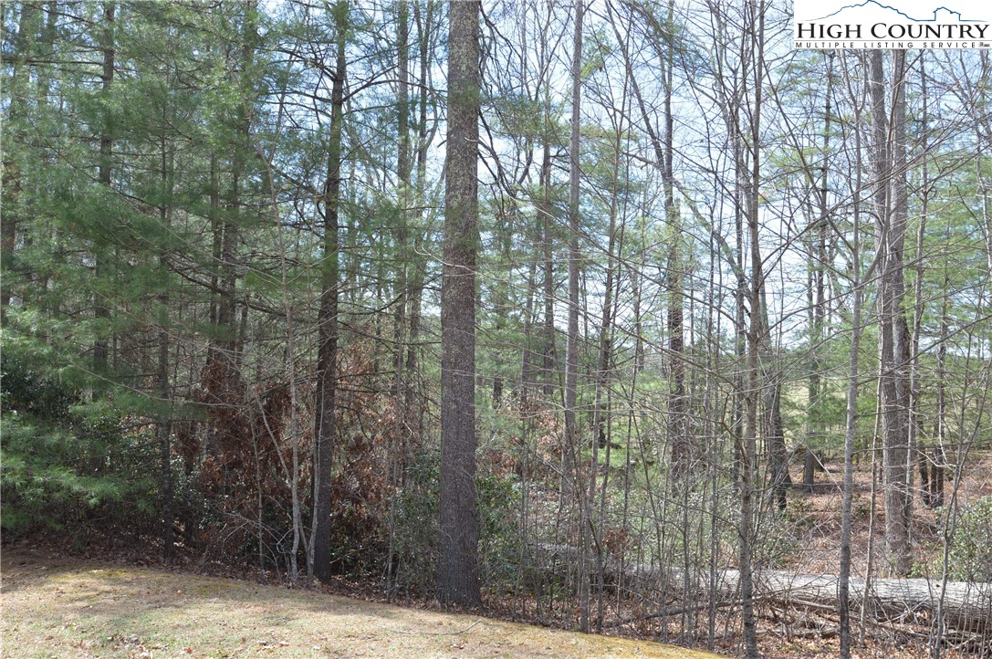Lot #6 Cubs Lane Sparta, NC 28675 - Photo 33 of 37 a view of a forest with trees