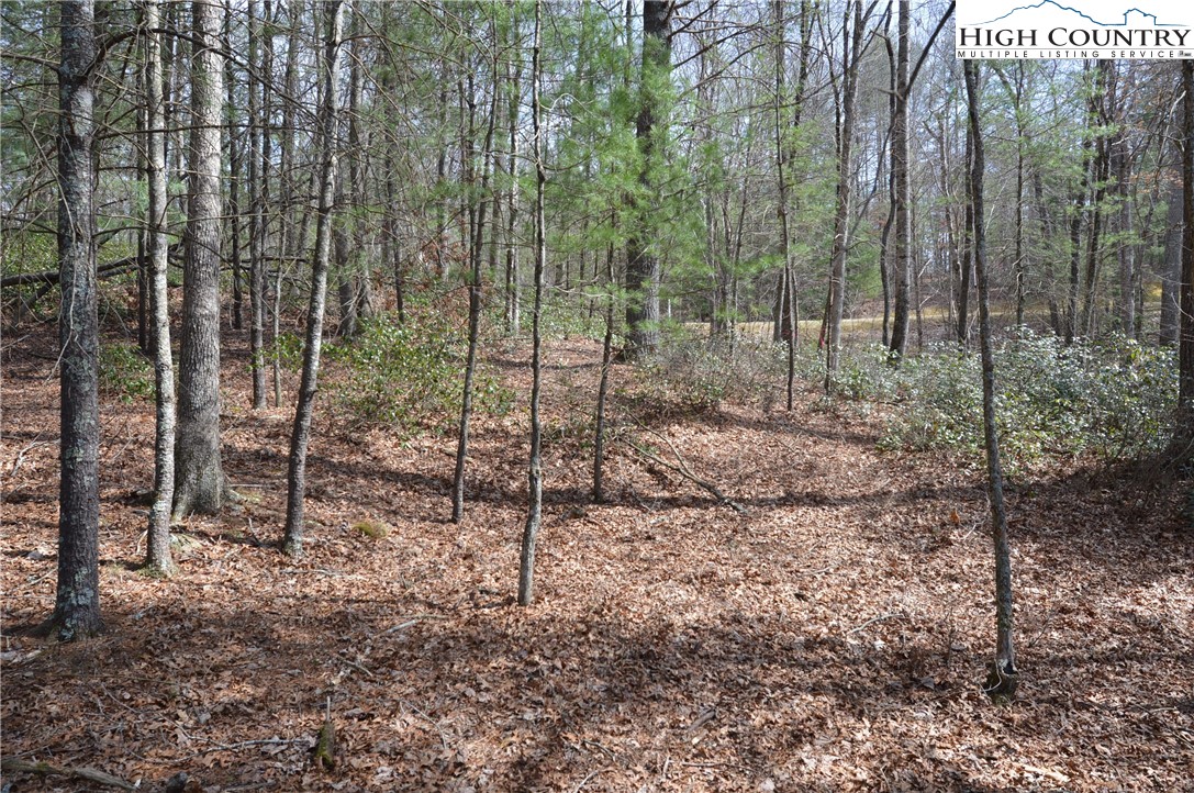 Lot #6 Cubs Lane Sparta, NC 28675 - Photo 5 of 37 a view of a forest