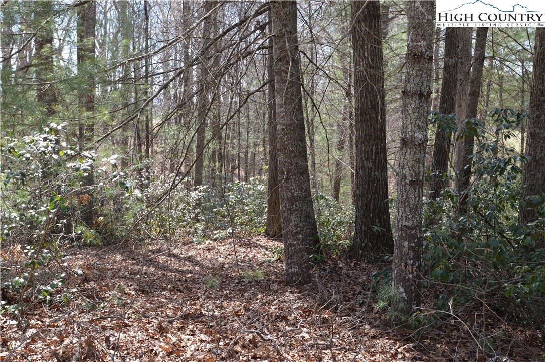 Lot #6 Cubs Lane Sparta, NC 28675 - Photo 6 of 37 a view of a forest with trees