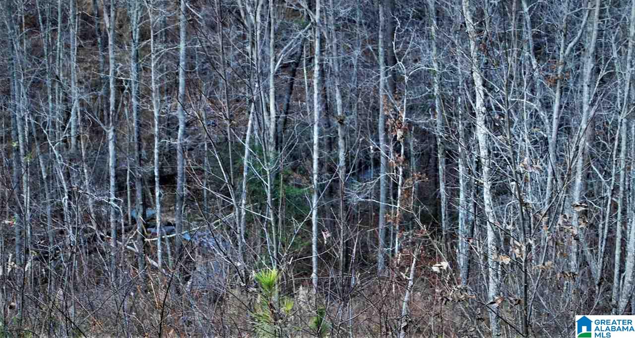 1 Valley Drive, Unit 1 Hamilton, AL 35570 - Photo 7 of 10