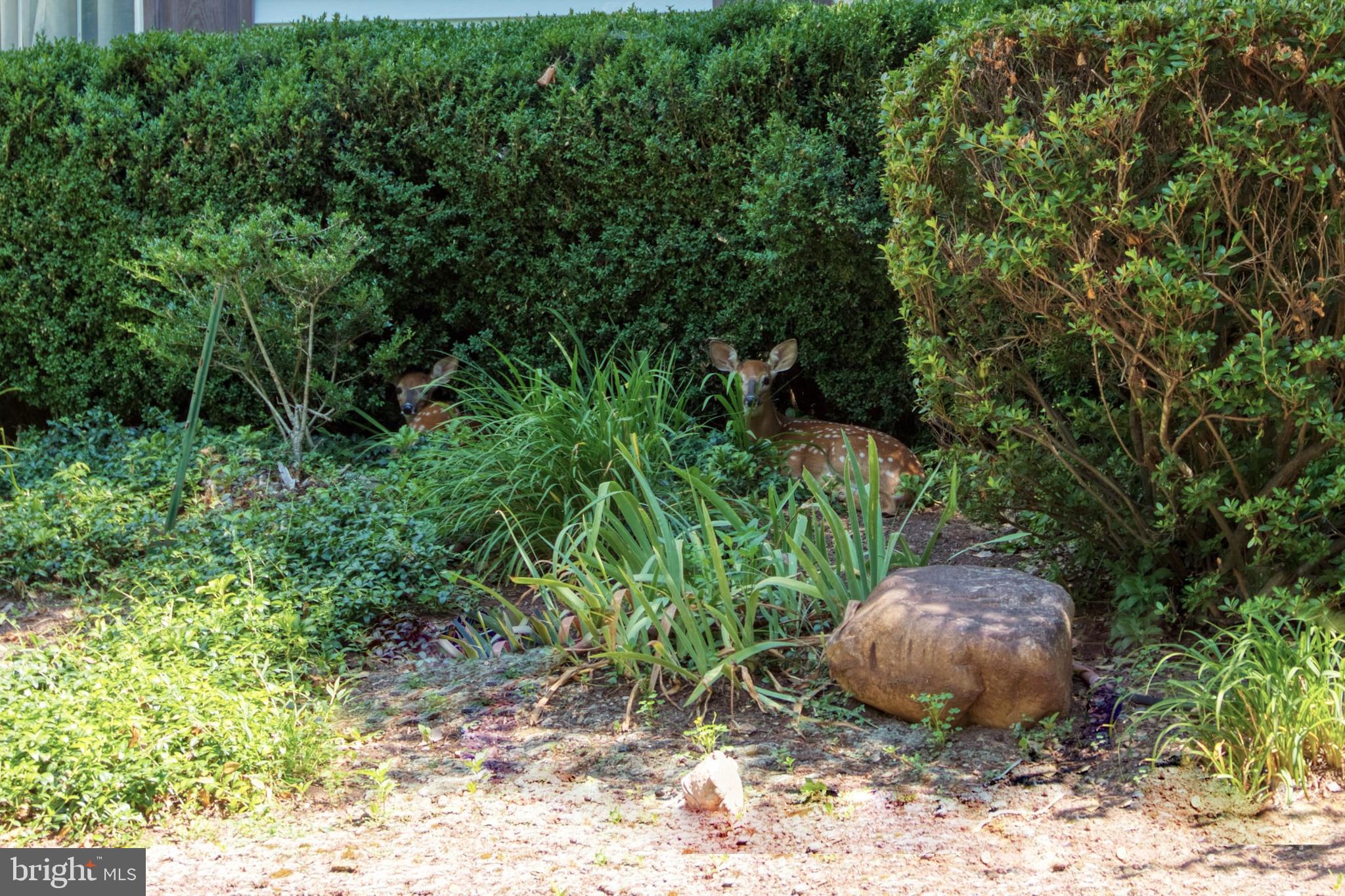 4 Sunset Road Lawrenceville, NJ 08648 - Photo 5 of 43 Lovely perennial gardens
