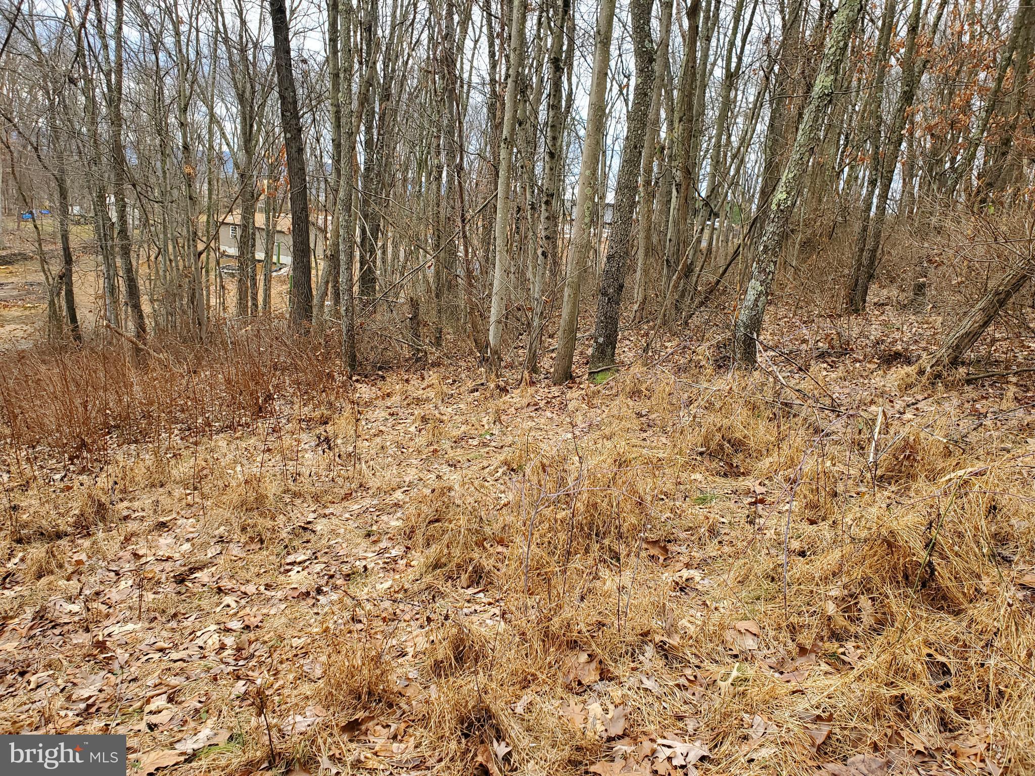 Mountain Road Augusta, WV 26704 - Photo 4 of 11 Property in January