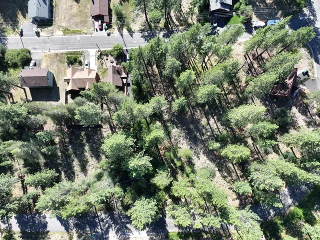 a view of a forest with a tree