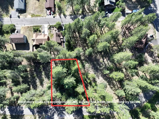 a view of a tree with a tree