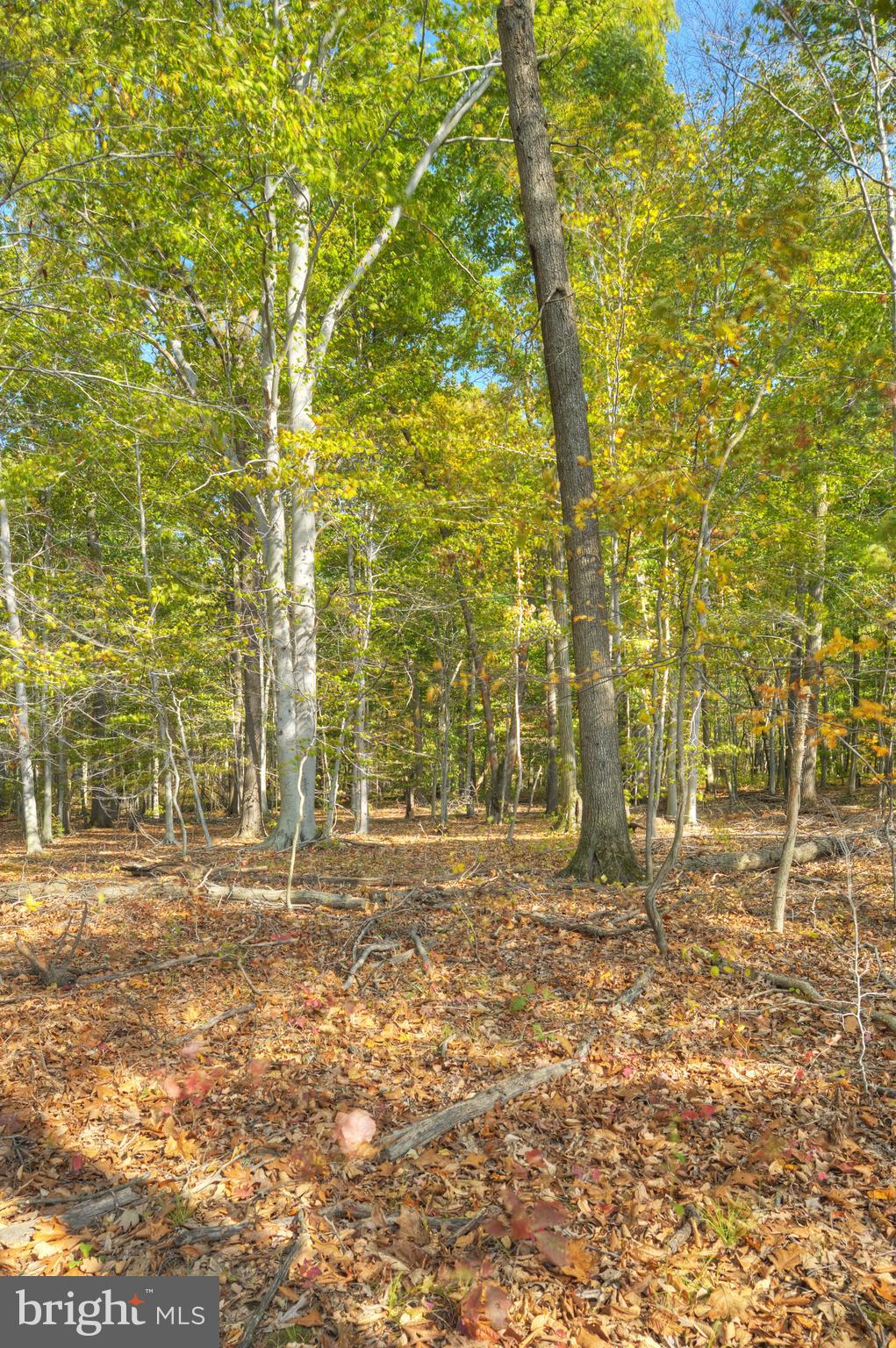 0 Mountain View Road Princeton, NJ 08540 - Photo 5 of 7 in the woods