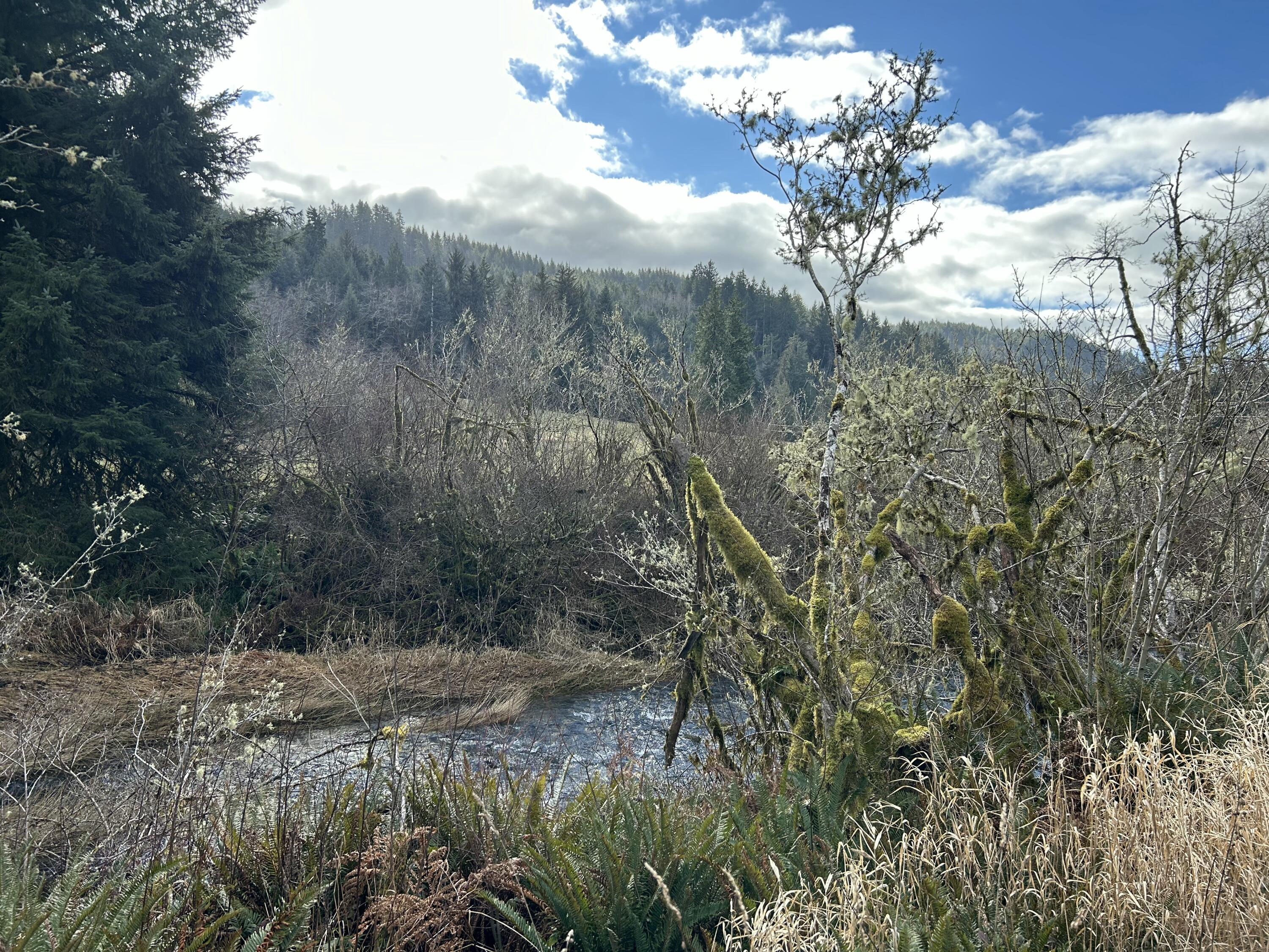 Tl#202 Little Nestucca River Road Hebo, OR 97122 - Photo 14 of 14 IMG_8349