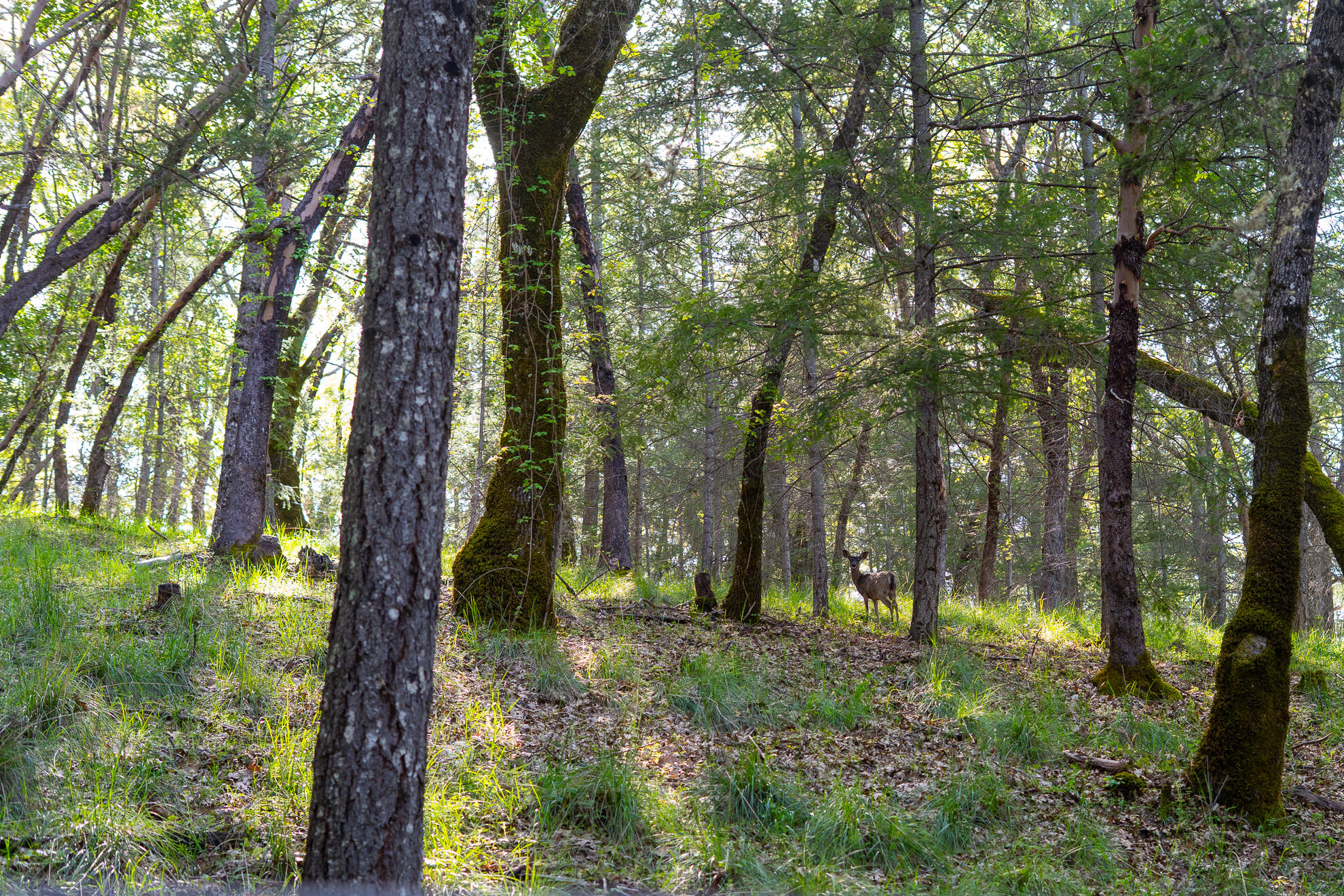 5155 Mill Creek Road Ukiah, CA 95482 - Photo 32 of 51 a view of outdoor space and trees