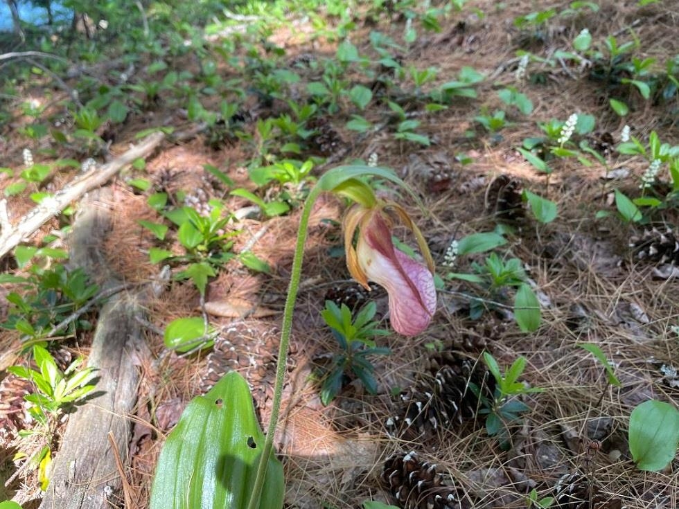 284 Village Road Wilmot, NH 03287 - Photo 15 of 18