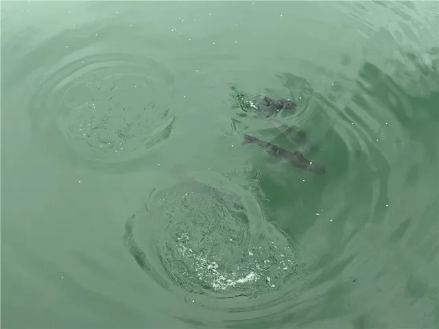 $739,900 | 891 Dutch Hill Road, Southport, NY 14871