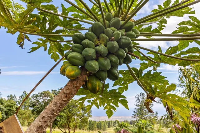 $1,999,999 | 96-3090 Meyer Road, Pahala, HI 96777