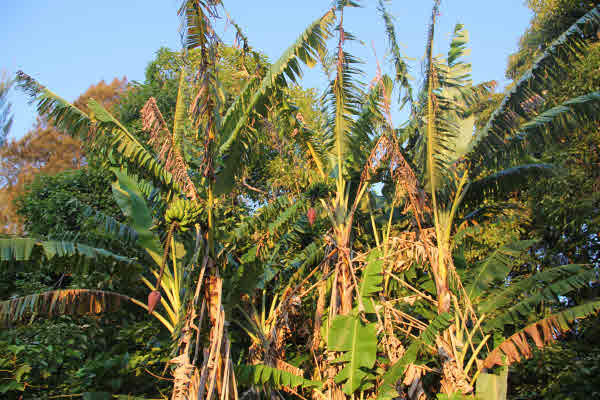 11 Niupea Homestead Road Ookala, HI 96774 - Photo 4 of 10 Gallery Image 4