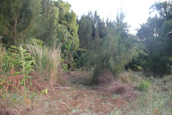 11 Niupea Homestead Road Ookala, HI 96774 - Photo 5 of 10 Gallery Image 5