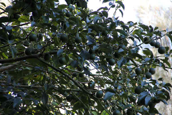 11 Niupea Homestead Road Ookala, HI 96774 - Photo 7 of 10 Gallery Image 7