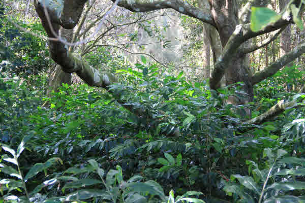 11 Niupea Homestead Road Ookala, HI 96774 - Photo 8 of 10 Gallery Image 8