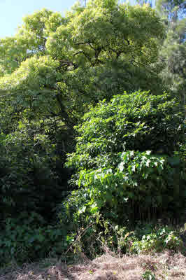 11 Niupea Homestead Road Ookala, HI 96774 - Photo 9 of 10 Gallery Image 9