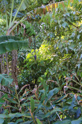 11 Niupea Homestead Road Ookala, HI 96774 - Photo 10 of 10 Gallery Image 10