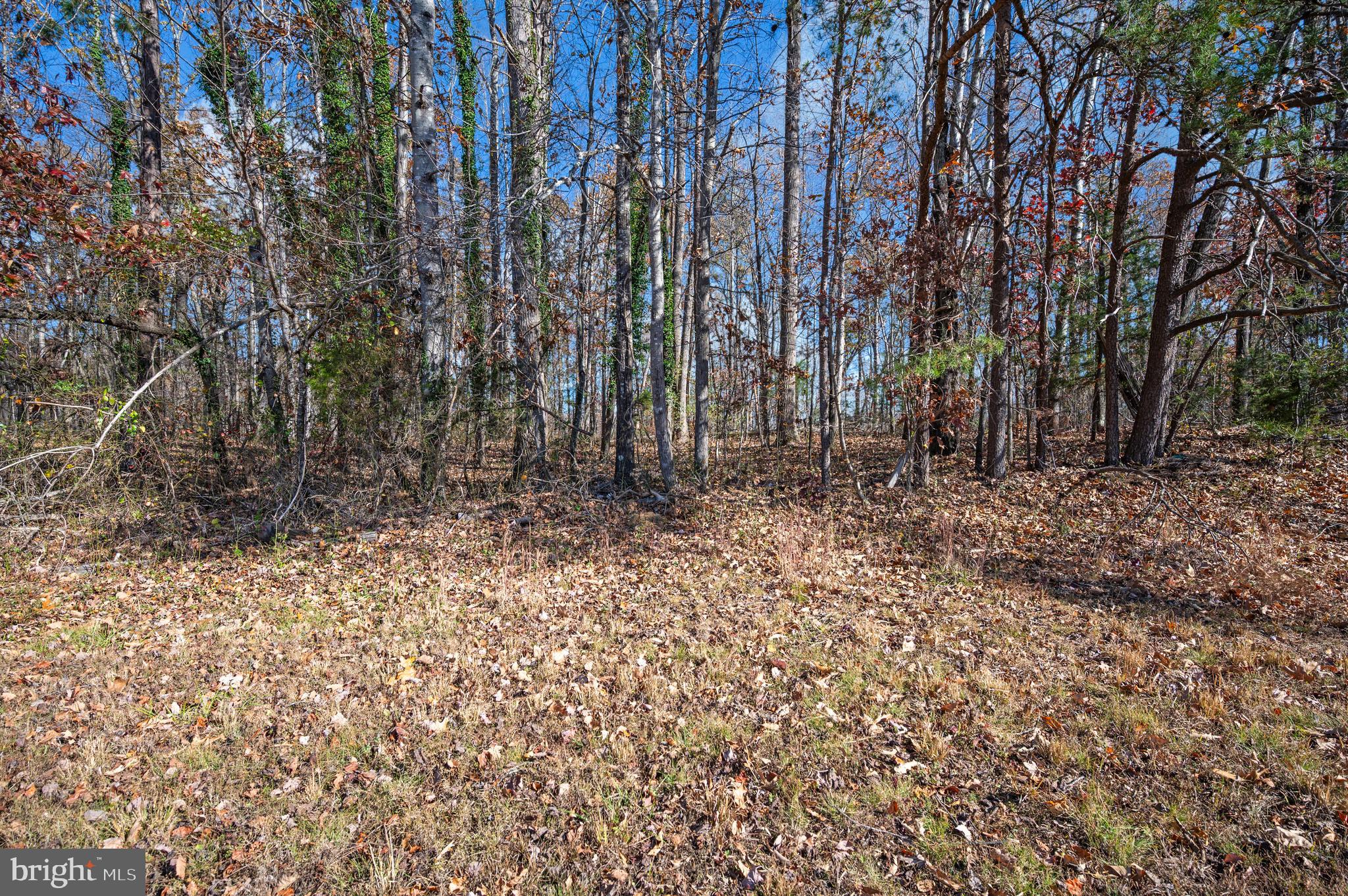 9577 Roys Lane Culpeper, VA 22701 - Photo 41 of 42 a view of backyard with trees
