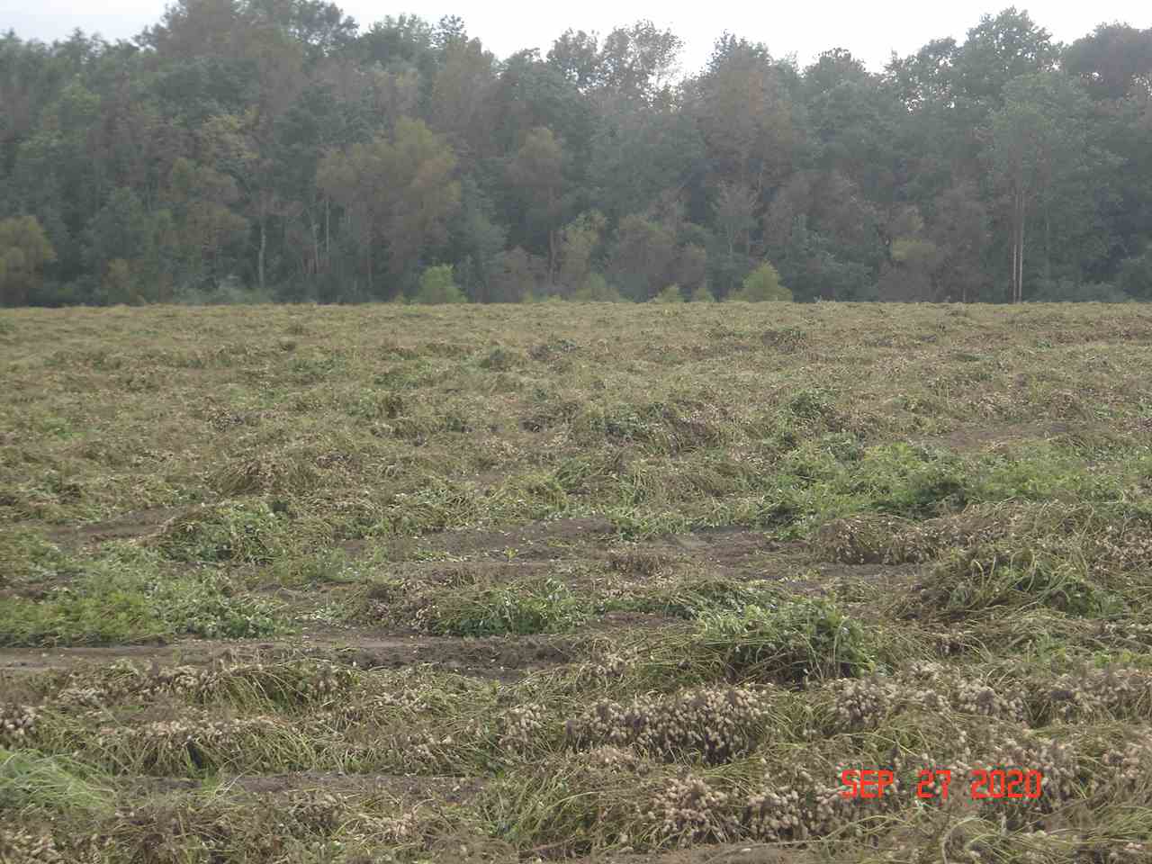 49-acres - Messick Loop Andalusia, AL 36421 - Photo 21 of 30 Gallery Image 21