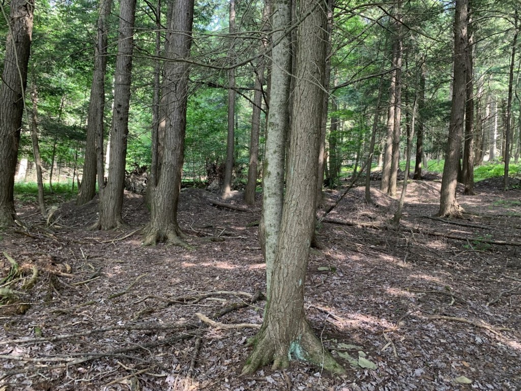 338 Bull Creek Road Whitney Point, NY 13862 - Photo 13 of 15